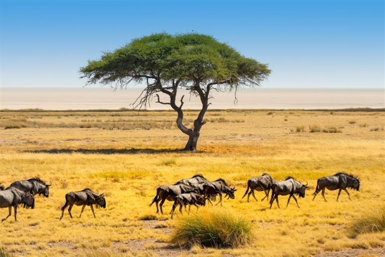 Kalahari, Namib und Etoscha @ Tanja Wilbertz  /adobestock